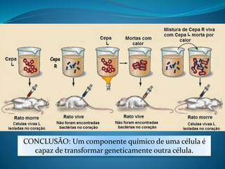 CONCLUSÃO: Um componente químico de uma célula é
capaz de transformar geneticamente outra célula.
 
