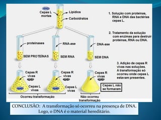 CONCLUSÃO: A transformação só ocorreu na presença de DNA.
Logo, o DNA é o material hereditário.
 