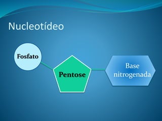 Nucleotídeo
Fosfato
Pentose
Base
nitrogenada
 