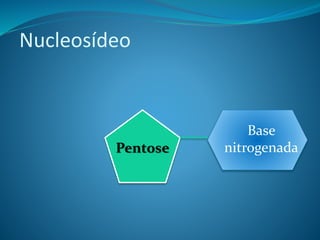 Nucleosídeo
Pentose
Base
nitrogenada
 