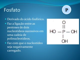 Fosfato
 Derivado do ácido fosfórico.
 Faz a ligação entre as
pentoses de dois
nucleotídeos sucessivos em
uma cadeia de
polinucleotídeos.
 Faz com que o nucleotídeo
seja negativamente
carregado.
P
 