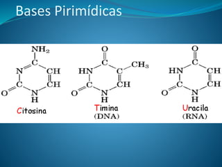 Bases Pirimídicas
 