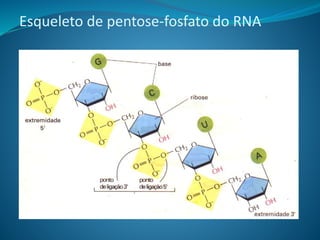 Esqueleto de pentose-fosfato do RNA
 