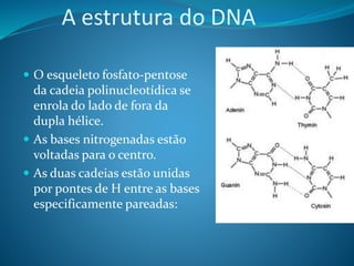 A estrutura do DNA
 O esqueleto fosfato-pentose
da cadeia polinucleotídica se
enrola do lado de fora da
dupla hélice.
 As bases nitrogenadas estão
voltadas para o centro.
 As duas cadeias estão unidas
por pontes de H entre as bases
especificamente pareadas:
 