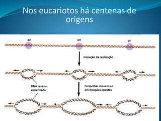 Nos eucariotos há centenas de
origens
 