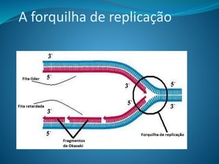 A forquilha de replicação
 