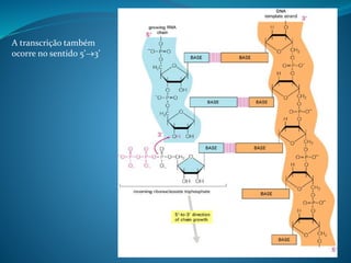 A transcrição também
ocorre no sentido 5’3’
 