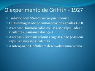 O experimento de Griffith - 1927
 Trabalho com Streptococcus pneumoniae.
 Duas linhagens de pneumococos: designadas L e R.
 As cepas L formam colônias lisas, são capsuladas e
virulentas (causam a doença.)
 As cepas R formam colônias rugosas, não possuem
cápsula e não são virulentas.
 A intenção de Griffith era desenvolver uma vacina.
 