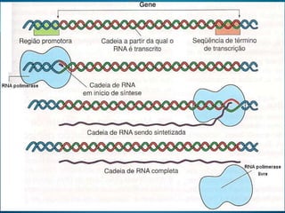 áCidos nucleicos.1