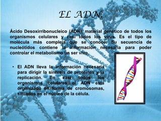 EL ADN.
Ácido Desoxirribonucleico (ADN), material genético de todos los
organismos celulares y casi todos los virus. Es el tipo de
molécula más compleja que se conoce. Su secuencia de
nucleótidos contiene la información necesaria para poder
controlar el metabolismo un ser vivo.
• El ADN lleva la información necesaria
para dirigir la síntesis de proteínas y la
replicación. En casi todos los
organismos celulares el ADN está
organizado en forma de cromosomas,
situados en el núcleo de la célula.
 