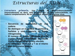 Estructuras del ADN.
• Estructura primaria. Una cadena de desoxirribonucleótidos
(monocatenario) es decir, está formado por un solo polinucleótido, sin
cadena complementaria. No es funcional, excepto en algunos virus.
• Secuencia de nucleotidos de una
cadena
• Se distingue un esqueleto de pentosa y
fosfatos y una secuencia de bases
nitrogenadas
• El numero de hebras diferentes que se
pueden formar combinando las cuatro
bases nitrogenadas es muy elevado
• El porcentaje de G,C,A y T es el mismo
para una misma especie.
 