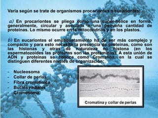 Varía según se trate de organismos procariontes o eucariontes:
a) En procariontes se pliega como una súper-hélice en forma,
generalmente, circular y asociada a una pequeña cantidad de
proteínas. Lo mismo ocurre en la mitocondrias y en los plastos.
b) En eucariontes el empaquetamiento ha de ser más complejo y
compacto y para esto necesita la presencia de proteínas, como son
las histonas y otras de naturaleza no histona (en los
espermatozoides las proteínas son las protamínas). A esta unión de
ADN y proteínas se conoce como Cromatina, en la cual se
distinguen diferentes niveles de organización:
- Nucleosoma
- Collar de perlas
- Fibra cromatínica
- Bucles radiales
- Cromosoma.
 