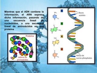 Mientras que el ADN contiene la
información, el ARN expresa
dicha información, pasando de
una secuencia lineal de
nucleótidos, a una secuencia
lineal de aminoácidos en una
proteína
 