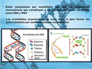 • Están compuestos por nucleótidos que son las substancias
monoméricas que constituyen a las grandes moléculas conocidas
como DNA y RNA
• Los nucleótidos (monómeros), se unen entre si para formar los
polinucleótidos por medio de enlaces nucleotídicos
 