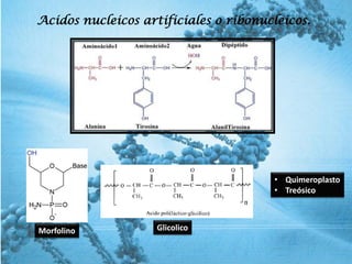 Acidos nucleicos artificiales o ribonucleicos.
Morfolino Glicolico
• Quimeroplasto
• Treósico
 