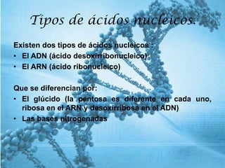 Tipos de ácidos nucleicos.
Existen dos tipos de ácidos nucleicos :
• El ADN (ácido desoxirribonucleico)
• El ARN (ácido ribonucleico)
Que se diferencian por:
• El glúcido (la pentosa es diferente en cada uno,
ribosa en el ARN y desoxirribosa en el ADN)
• Las bases nitrogenadas
 