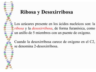 Los azúcares presente en los ácidos nucleicos son: la
ribosa y la desoxirribosa, de forma furanósica, como
un anillo de 5 miembros con un puente de oxígeno.
Cuando la desoxirribosa carece de oxígeno en el C2,
se denomina 2-desoxirribosa.
Ribosa y Desoxirribosa
 