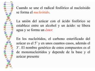 Cuando se une el radical fosfórico al nucleósido
se forma el nucleótido.
La unión del azúcar con el ácido fosfórico se
establece entre un alcohol y un ácido: se libera
agua y se forma un éster.
En los nucleótidos, el carbono esterificado del
azúcar es el 5’ y en unos cuantos casos, además el
3’. El nombre genérico de estos compuestos es el
de mononucleótidos y depende de la base y el
azúcar presente
 