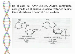 En el caso del AMP cíclico, AMPc, compuesto
consignado en el cuadro, el ácido fosfórico se une
tanto al carbono 5 como al 3 de la ribosa:
 