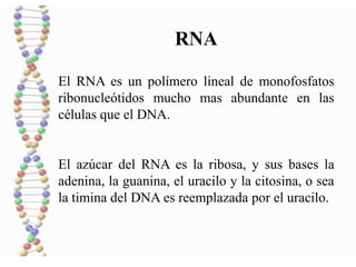 RNA
El RNA es un polímero lineal de monofosfatos
ribonucleótidos mucho mas abundante en las
células que el DNA.
El azúcar del RNA es la ribosa, y sus bases la
adenina, la guanina, el uracilo y la citosina, o sea
la timina del DNA es reemplazada por el uracilo.
 
