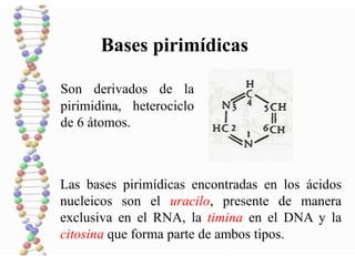 Bases pirimídicas
Son derivados de la
pirimidina, heterociclo
de 6 átomos.
Las bases pirimídicas encontradas en los ácidos
nucleicos son el uracilo, presente de manera
exclusiva en el RNA, la timina en el DNA y la
citosina que forma parte de ambos tipos.
 