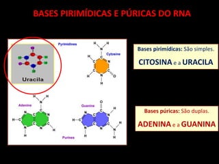 BASES PIRIMÍDICAS E PÚRICAS DO RNA
Bases pirimídicas: São simples.
CITOSINA e a URACILA
Bases púricas: São duplas.
ADENINA e a GUANINA
 