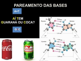 PAREAMENTO DAS BASES
A=T
G C
AÍ TEM
GUARANÁ OU COCA?
 