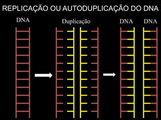 DNA Duplicação DNA DNA
REPLICAÇÃO OU AUTODUPLICAÇÃO DO DNA
 