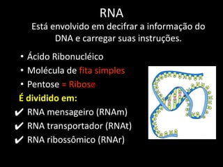 RNA
• Ácido Ribonucléico
• Molécula de fita simples
• Pentose = Ribose
É dividido em:
✔ RNA mensageiro (RNAm)
✔ RNA transportador (RNAt)
✔ RNA ribossômico (RNAr)
Está envolvido em decifrar a informação do
DNA e carregar suas instruções.
 