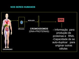 ORGANISMO
CÉLULA
NÚCLEO
CROMOSSOMOS
(DNA+PROTEÍNAS)
- Informação para
produção de
proteínas e RNA.
-Capacidade de se
auto-duplicar para
originar outras
células.
DNA
NOS SERES HUMANOS
 