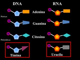 DNA RNA
Adenina
Guanina
Citosina
Timina Uracila
Púricas
Pirimídicas
 