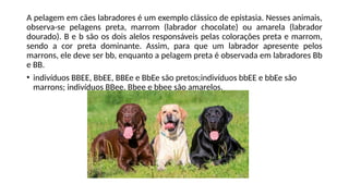 A pelagem em cães labradores é um exemplo clássico de epistasia. Nesses animais,
observa-se pelagens preta, marrom (labrador chocolate) ou amarela (labrador
dourado). B e b são os dois alelos responsáveis pelas colorações preta e marrom,
sendo a cor preta dominante. Assim, para que um labrador apresente pelos
marrons, ele deve ser bb, enquanto a pelagem preta é observada em labradores Bb
e BB.
• indivíduos BBEE, BbEE, BBEe e BbEe são pretos;indivíduos bbEE e bbEe são
marrons; indivíduos BBee, Bbee e bbee são amarelos.
 