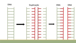 DNA Duplicação DNA DNA
 