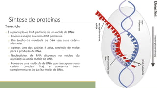 Síntese de proteínas
Transcrição
o É a produção de RNA partindo de um molde de DNA.
o Envolve a atuação da enzima RNA polimerase.
o Um trecho da molécula de DNA tem suas cadeias
afastadas.
o Apenas uma das cadeias é ativa, servindo de molde
para a produção de RNA.
o Nucleotídeos de RNA dispersos no núcleo são
ajustados à cadeia molde de DNA.
o Forma-se uma molécula de RNA, que tem apenas uma
cadeia (simples fita) e apresenta bases
complementares às da fita-molde de DNA.
CIÊNCIAS, 8º Ano do Ensino Fundamental
Identificação das organelas e suas funções
 
