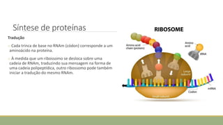 Síntese de proteínas
Tradução
o Cada trinca de base no RNAm (códon) corresponde a um
aminoácido na proteína.
o À medida que um ribossomo se desloca sobre uma
cadeia de RNAm, traduzindo sua mensagem na forma de
uma cadeia polipeptídica, outro ribossomo pode também
iniciar a tradução do mesmo RNAm.
CIÊNCIAS, 8º Ano do Ensino Fundamental
Identificação das organelas e suas funções
 