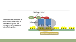 A
U
U
G
U
A U
A C C
G C
G
C G A
U G
RNA mensageiro
Met Arg
Ligação peptídica
Deslocamento do ribossomo
Saída do RNAt
À medida que o ribossomo se
desloca sobre uma cadeia de
RNAm vai traduzindo sua
mensagem na forma de uma
cadeia Polipeptídica .
 