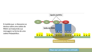 A
U
U
G
U
A U
A C C
G C
G
C G A
U G
RNA mensageiro
Met Arg Ile
Ligação peptídica
Deslocamento do ribossomo
Saída do RNAt
Clique aqui para continuar a animação
À medida que o ribossomo se
desloca sobre uma cadeia de
RNAm vai traduzindo sua
mensagem na forma de uma
cadeia Polipeptídica .
 