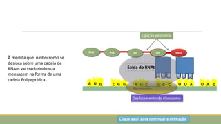 A
U
U
G
U
A U
A C C
G C
G
C G A
U G
RNA mensageiro
Met Arg Ile Ala
Ligação peptídica
Saída do RNAt
Deslocamento do ribossomo
Clique aqui para continuar a animação
À medida que o ribossomo se
desloca sobre uma cadeia de
RNAm vai traduzindo sua
mensagem na forma de uma
cadeia Polipeptídica .
 