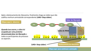 A
U
U
G
U
A U
A C C
G C
G
C G A
U G
RNA mensageiro
F L
Met Arg Ile Ala Leu
Fator de liberação
Saída do RNAt
Quando isso ocorre, o sítio A é
ocupado por uma proteína
denominada fator de liberação e
todos os participantes do processo
se separam.
Deslocamento do ribossomo
Após o deslocamento do ribossomo, finalmente chega ao códon que não
codifica nenhum aminoácido correspondente (UAG= Stop códon).
Clique aqui e observe :
Clique aqui para continuar a animação
(UAG= Stop códon)
 