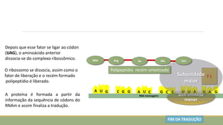 A
U
U
G
U
A U
A C C
G C
G
C G A
U G
RNA mensageiro
F L
Met
Sub unidade
menor
Subunidade
maior
Arg Ile Ala Leu
Polipeptídio recém sintetizado
A proteína é formada a partir da
informação da sequência de códons do
RNAm e assim finaliza a tradução.
Depois que esse fator se ligar ao códon
(UAG), o aminoácido anterior
dissocia-se do complexo ribossômico.
O ribossomo se dissocia, assim como o
fator de liberação e o recém formado
polipeptídio é liberado.
FIM DA TRADUÇÃO
 