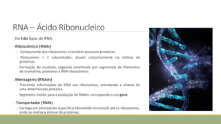 RNA – Ácido Ribonucleico
oHá três tipos de RNA:
oRibossômico (RNAr)
o Componente dos ribossomos e também possuem proteínas.
o Ribossomos = 2 subunidades, atuam conjuntamente na síntese de
proteínas.
o Formação do nucléolo, organela constituída por segmentos de filamentos
de cromatina, proteínas e RNA ribossômico.
oMensageiro (RNAm)
o Transmite informações do DNA aos ribossomos, orientando a síntese de
uma determinada proteína.
o Segmento molde para a produção de RNAm corresponde a um gene.
o Transportador (RNAt)
o Carrega um aminoácido específico (dissolvido no citosol) até os ribossomos,
onde se realiza a síntese de proteínas.
CIÊNCIAS, 8º Ano do Ensino Fundamental
Identificação das organelas e suas funções
 