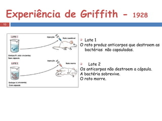 Experiência de Griffith -  1928 Lote 1 O rato produz anticorpos que destroem as bactérias  não capsuladas.  Lote 2 Os anticorpos não destroem a cápsula. A bactéria sobrevive. O rato morre. Lote 1 