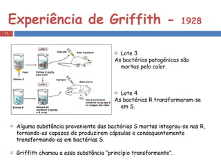 Experiência de Griffith -  1928 Lote 3 As bactérias patogénicas são mortas pelo calor. Lote 4 As bactérias R transformaram-se em S. Alguma substância proveniente das bactérias S mortas integrou-se nas R, tornando-as capazes de produzirem cápsulas e consequentemente transformando-as em bactérias S. Griffith chamou a essa substância “princípio transformante”. 