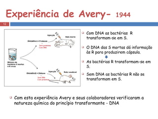 Experiência de Avery-  1944 Com DNA as bactérias  R transformam-se em S. O DNA das S mortas dá informação às R para produzirem cápsula. As bactérias R transformam-se em S. Sem DNA as bactérias R não se transformam em S. Com esta experiência Avery e seus colaboradores verificaram a natureza química do princípio transformante - DNA 