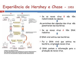 Experiência de Hershey e Chase  -  1953 Se os novos vírus  B  não têm radiatividade na cápsula  As proteínas das cápsulas dos vírus  não penetraram nas bactérias. Se os novos vírus  A  têm DNA radiativo O DNA viral entrou nas bactérias. Foi o DNA viral que entrou na bactéria, originando novos vírus. O DNA contem a informação para a produção de novos vírus. 