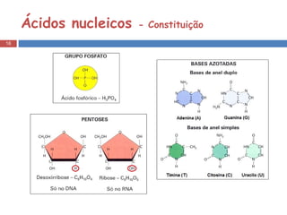 Ácidos nucleicos  - Constituição 