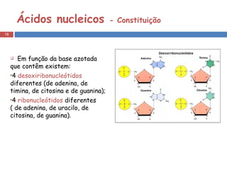 Ácidos nucleicos  - Constituição Em função da base azotada que contêm existem: 4  desoxiribonucleótidos  diferentes (de adenina, de timina, de citosina e de guanina); 4  ribonucleótidos  diferentes ( de adenina, de uracilo, de citosina, de guanina). 