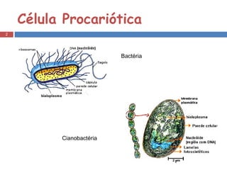 Célula Procariótica Bactéria Cianobactéria 