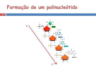 Formação de um polinucleótido  