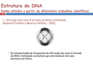Estrutura do DNA  Dados obtidos a partir de diferentes trabalhos científicos Difração dos raios X através de DNA cristalizado  (Rosalind Franklin e Maurice Wilkins - 1951) Da interpretação de fotografias de difracção dos raios X através de DNA cristalizado concluíram que esta molécula tem uma estrutura em hélice. 